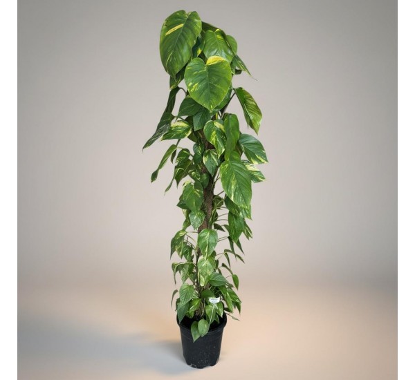 Dev Epipremnum Salon Sarmaşığı